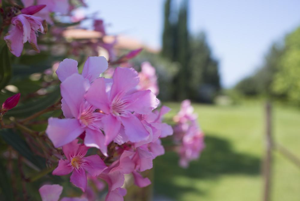 Agriturismo Le Vallette บิบโบนา ภายนอก รูปภาพ